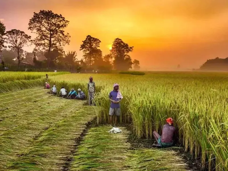 Cánh đồng mùa gặt đẹp, phong cảnh nông thôn thanh bình Cánh đồng mùa gặt đẹp, phong cảnh nông thôn thanh bình