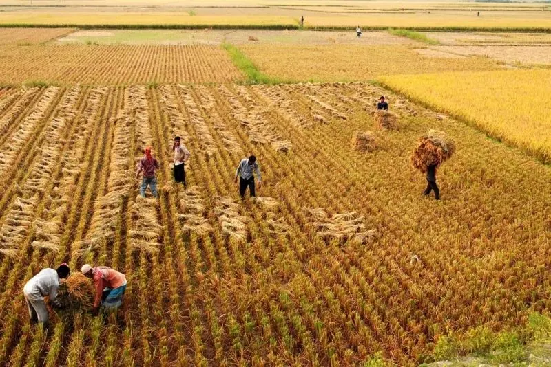 Cánh đồng quê mùa gặt trong không gian tĩnh lặng Cánh đồng quê mùa gặt trong không gian tĩnh lặng