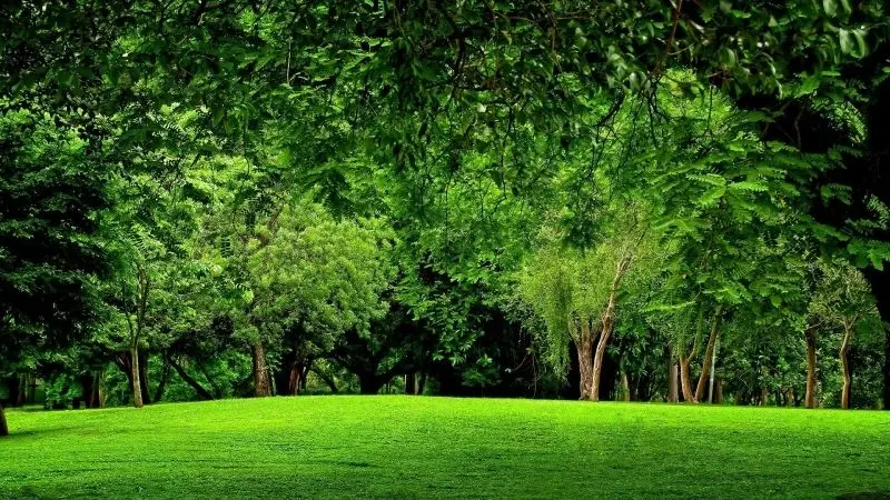 Khu vườn xanh tươi, nơi lý tưởng để lắng nghe nhịp sống tự nhiên. Khu vườn xanh tươi, nơi lý tưởng để lắng nghe nhịp sống tự nhiên.