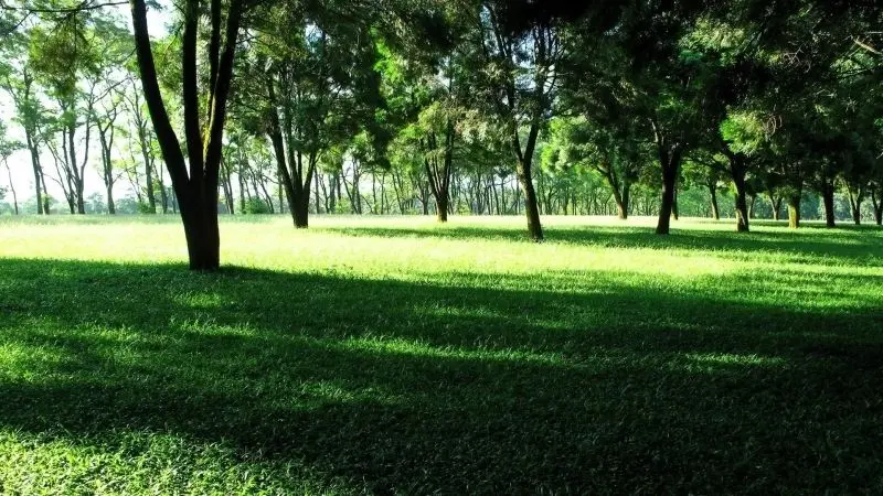 Sự tĩnh lặng đầy sức hút trong khu vườn cây xanh tươi. Sự tĩnh lặng đầy sức hút trong khu vườn cây xanh tươi.