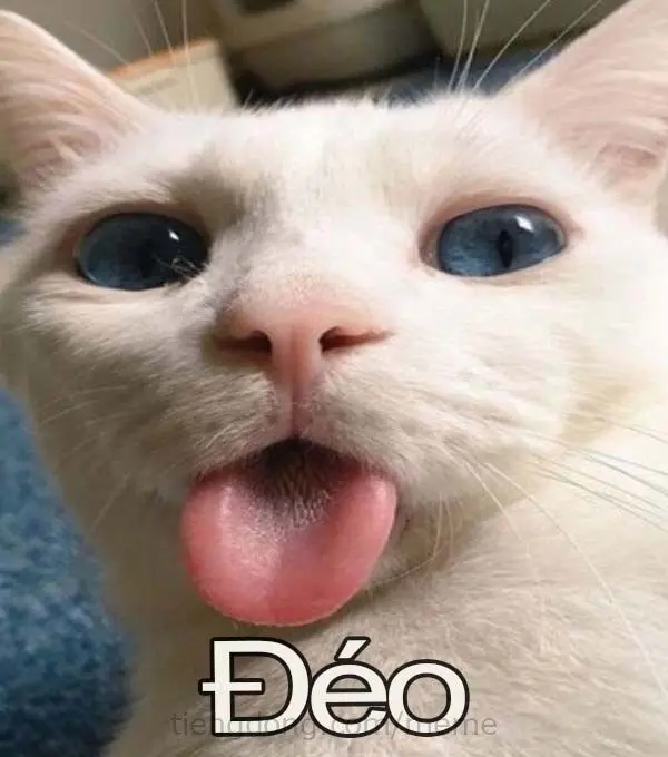 Meme chê khiến bạn cảm thấy nhẹ nhõm sau khi xem