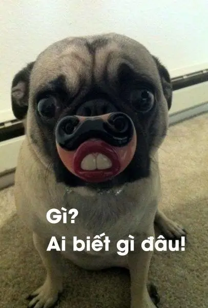 Meme chê với những hình ảnh phản ánh sự chê bai đáng yêu