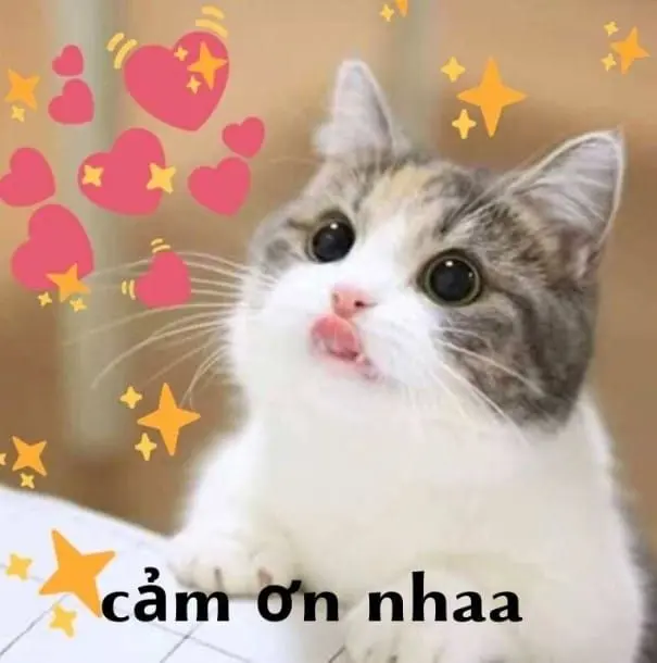 Meme cảm ơn cute đáng yêu dễ thương cho mọi người