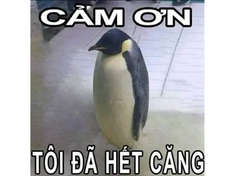 Meme cảm ơn cute đáng yêu gây ấn tượng mạnh