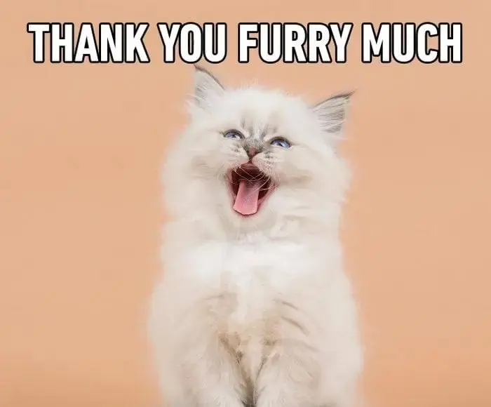 Meme cảm ơn cute đáng yêu dễ thương