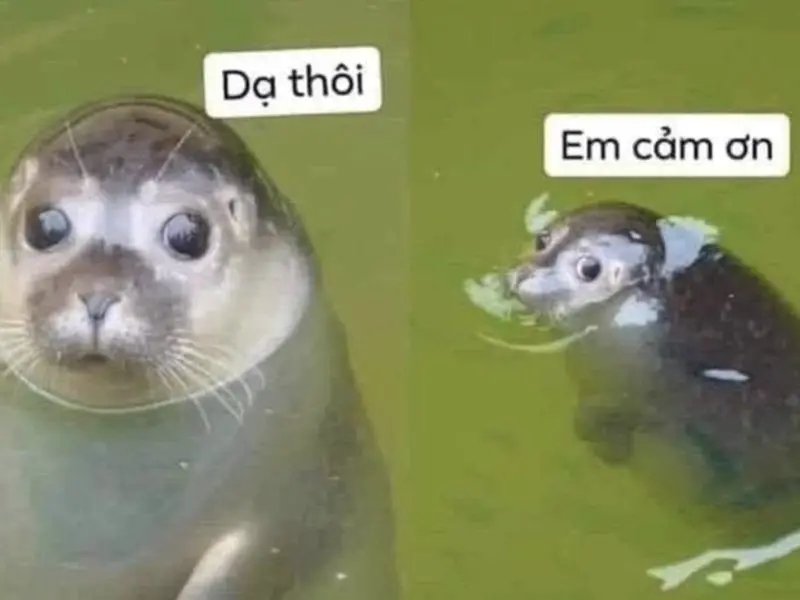 Meme cảm ơn cute đáng yêu cho ngày thêm ý nghĩa