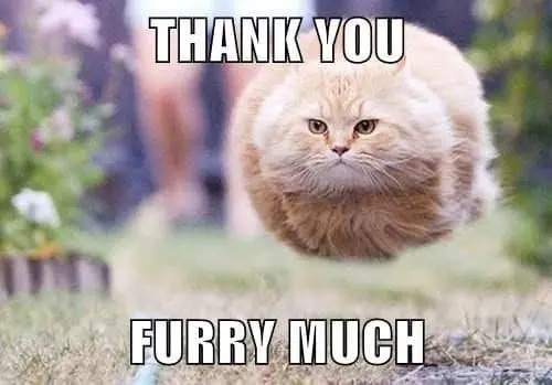 Meme cảm ơn cute đáng yêu với nét vẽ dễ thương