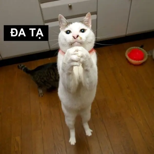 Meme cảm ơn cute đáng yêu dành tặng người thân yêu