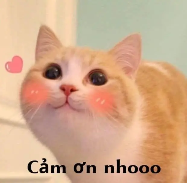 Meme cảm ơn cute đáng yêu khiến ai cũng mỉm cười