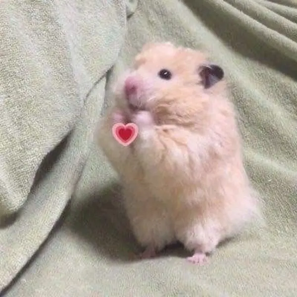 Hamster meme trái tim đáng yêu nhất