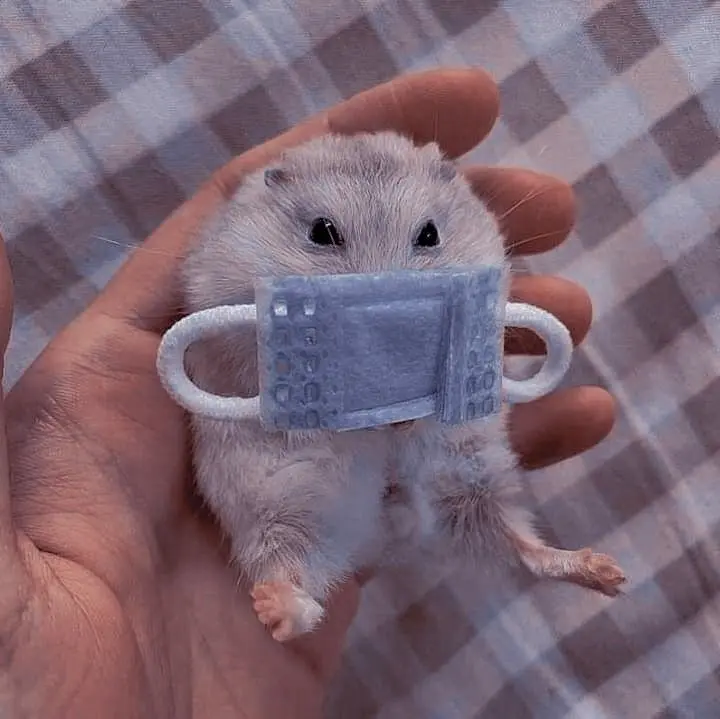 Hamster meme đeo khẩu trang độc đáo hài hước