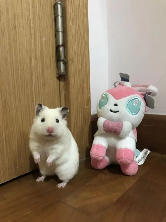 Hamster meme cute và dễ thương