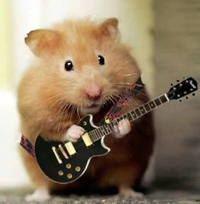 Hamster meme đánh đàn hài hước và thú vị