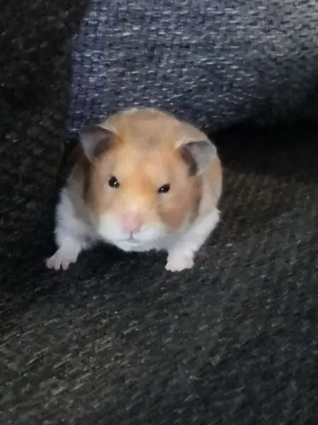 Hamster meme thủ thế hài hước