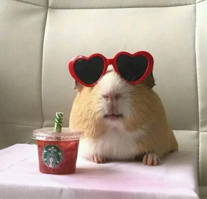 Hamster meme đeo kính độc đáo, hài hước