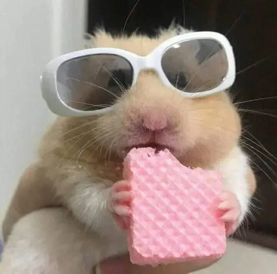 Hamster meme đeo kính ăn bánh hài hước