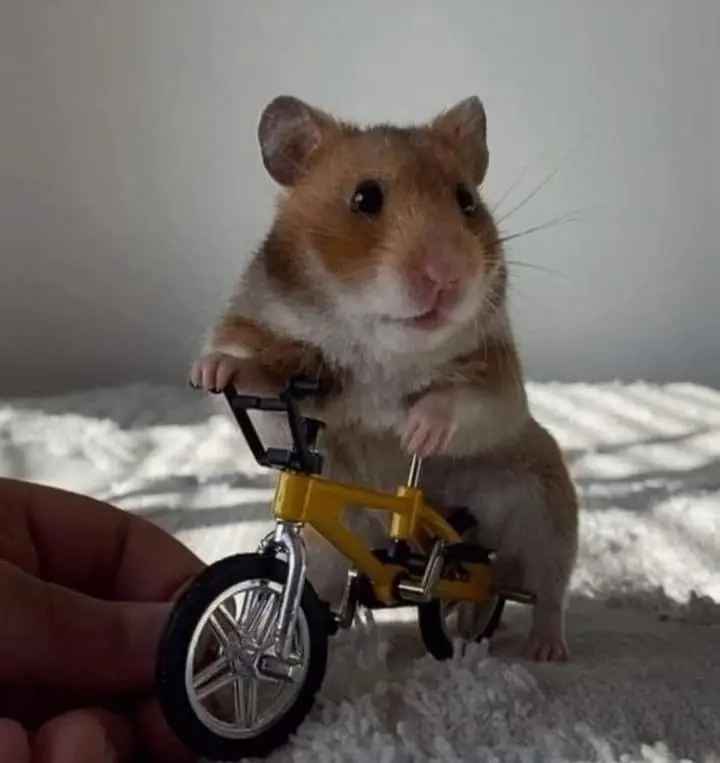 Hamster meme lái xe đạp hài hước, dí dỏm