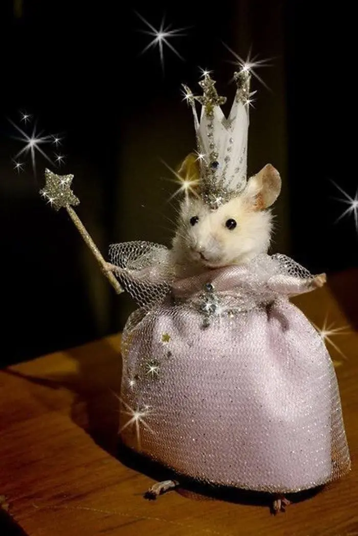 Hamster meme nữ hoàng hài hước và độc đáo