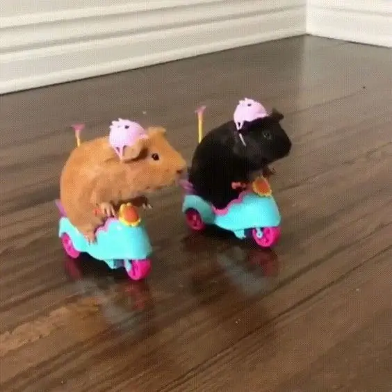Hamster meme lái xe máy 2 bánh hài hước, độc đáo