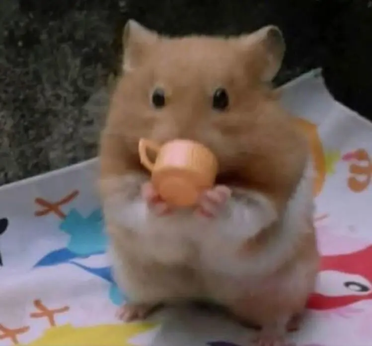 Hamster meme uống nước hài hước, thú vị