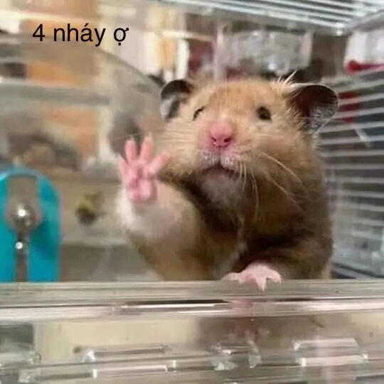 Hamster meme đòi hỏi, hài hước, thú vị