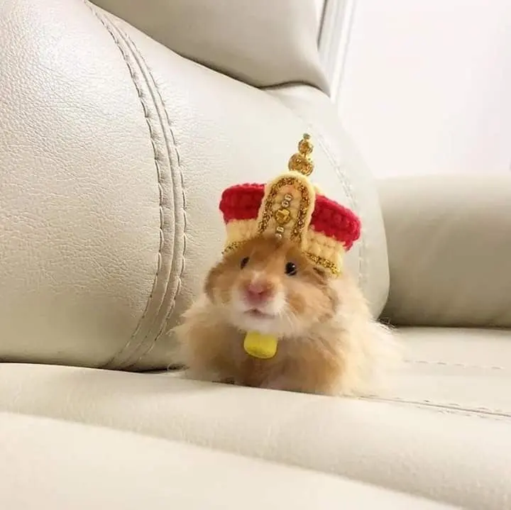 Hamster meme hoàng thượng hài huớc