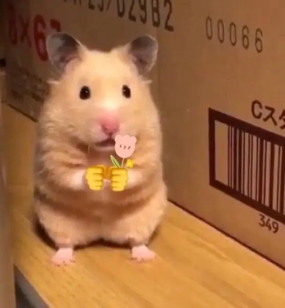 Hamster meme tặng hoa độc đáo, hài hước