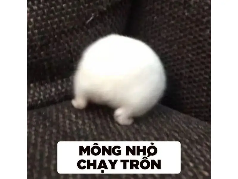 Hamster meme khoe mông hài hước