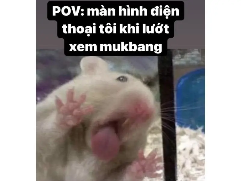 Hamster meme mukbang hài hước