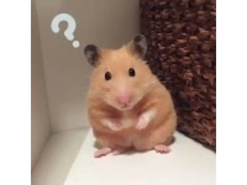Hamster meme ? hài hước và dí dỏm