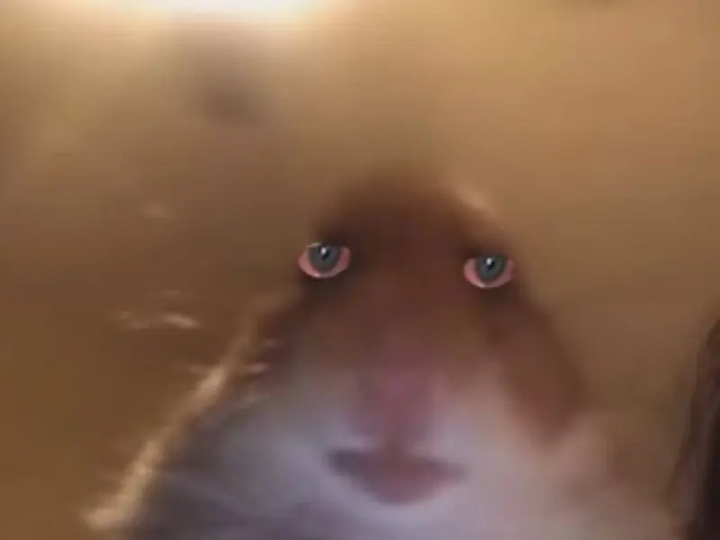 Hamster meme với biểu cảm hài hước