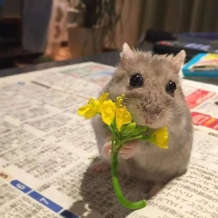 Hamster meme cầm hoa đáng yêu