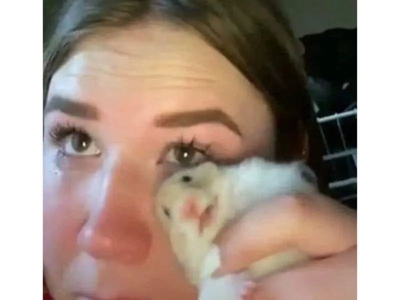 Meme lấy hamster lau nước mắt hài hước