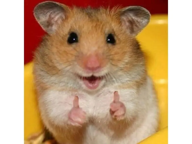 Hamster meme like hài hước, thú vị