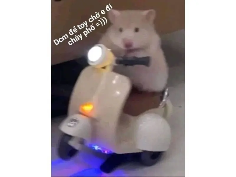 Hamster meme boy phố hài hước