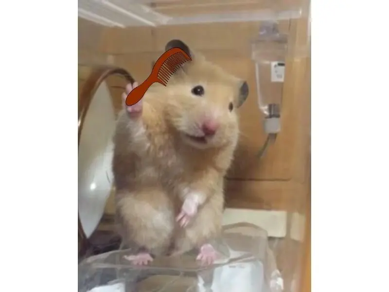Hamster meme chải đầu, chải tóc
