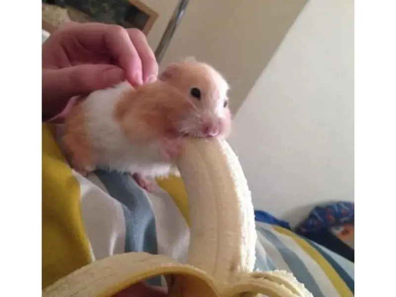 Hamster meme ngậm chuối hài hước