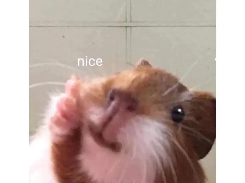 Hamster meme nice độc đáo và hài hước