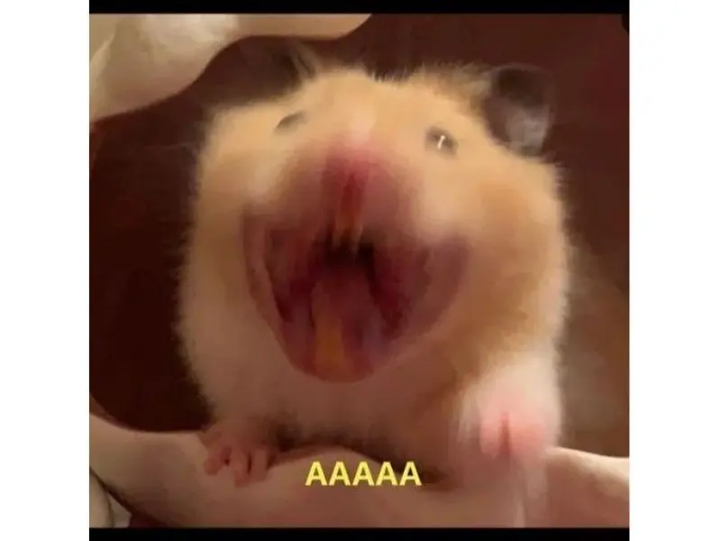 Hamster meme kêu la hài hước