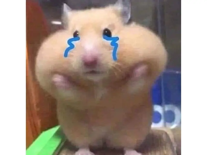 Hamster meme khóc đáng yêu, cute