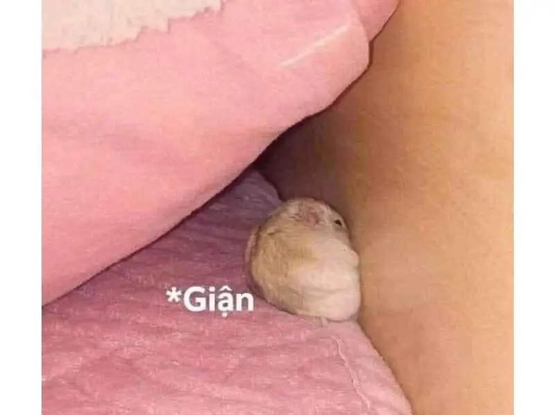 Hamster meme giận đáng yêu, thú vị