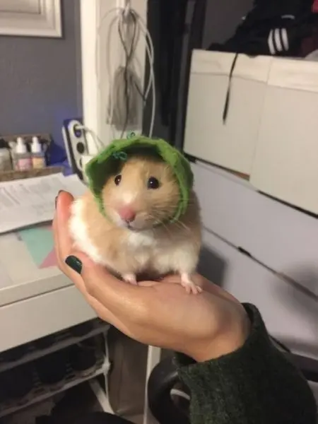 Hamster meme đội mũ hài hước