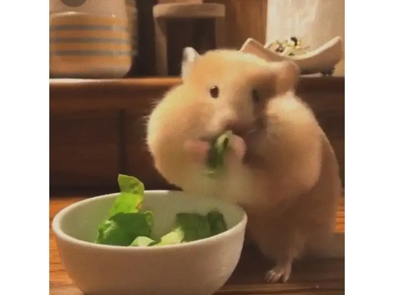 Hamster meme ăn salad hài hước, độc đáo
