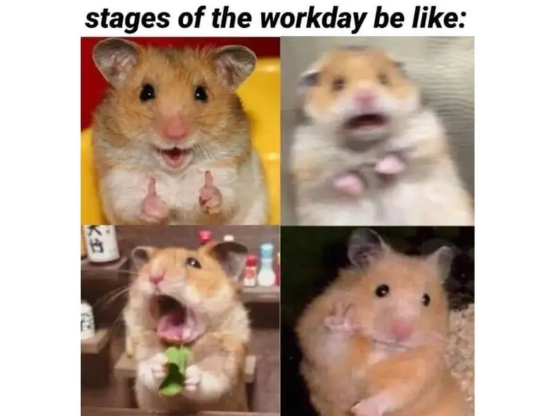 Hamster meme gương mặt biểu cảm hài hước