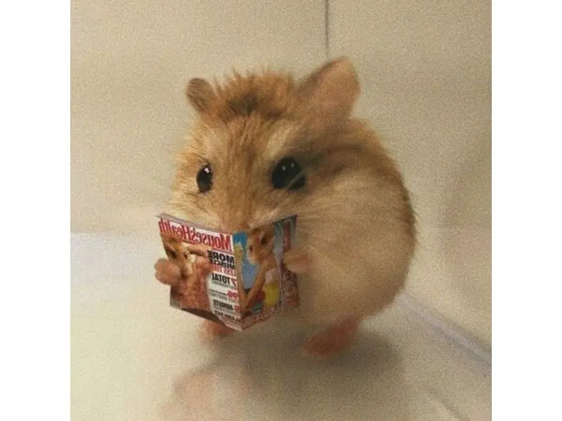 Hamster meme đọc tạp chí hài hước, thú vị