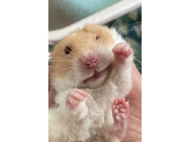 Hamster meme với biểu cảm siêu ngộ nghĩnh và đáng yêu