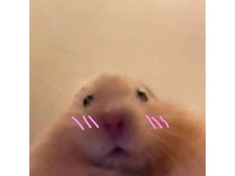 Hamster meme ngại ngùng