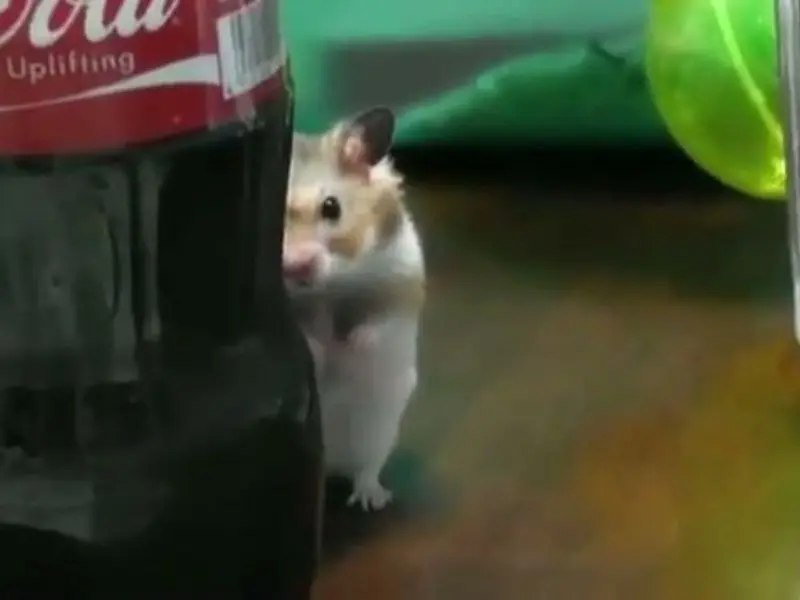 Hamster meme ẩn nấp hài hước, thú vị