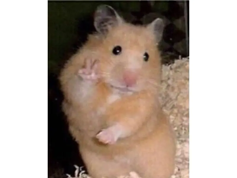 Hamster meme dơ tay say hi hài hước