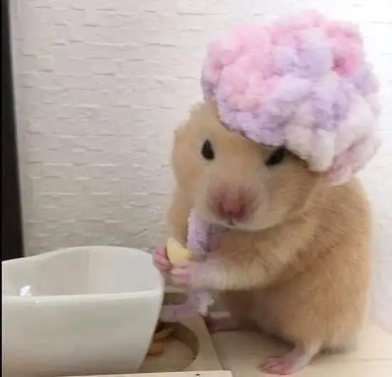 Hamster meme đi tắm thú vị và ấn tượng
